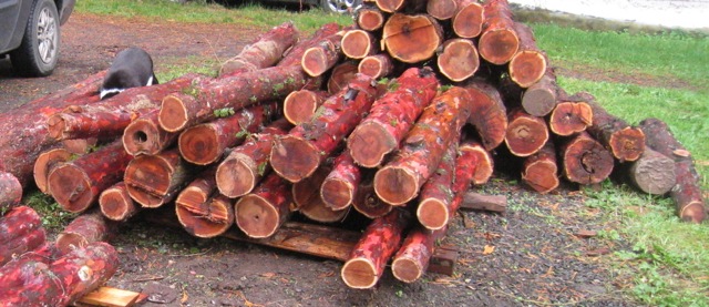 yew log deck end
        view