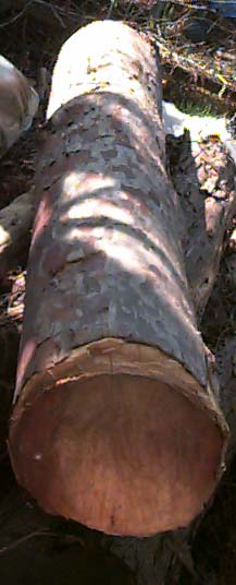 yew log